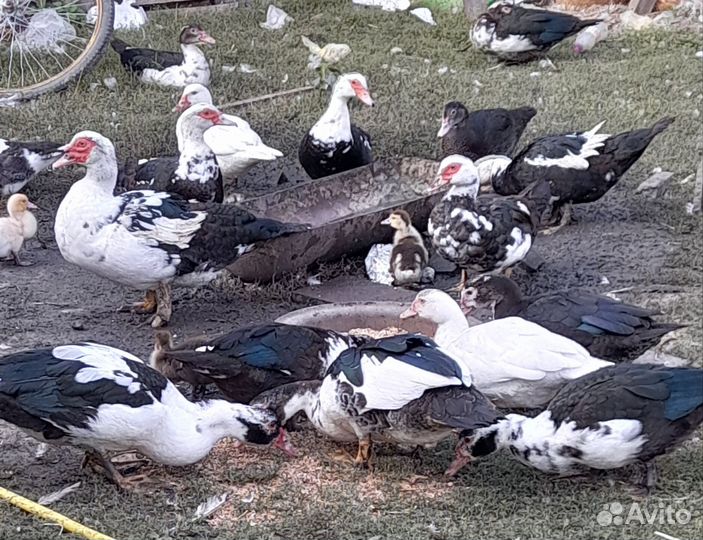 Продам уток