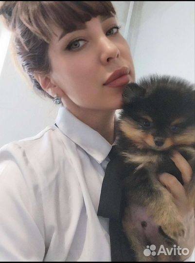 Маленькая собачка