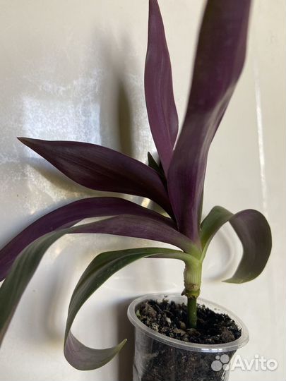 Юкка, Традесканция Рео