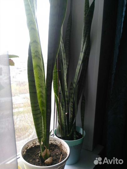 Сансевиерия