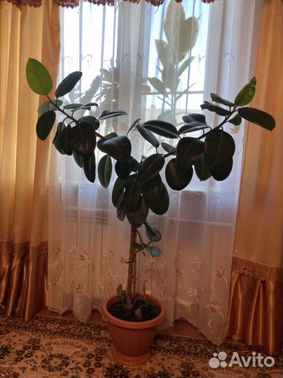 Продаю фикус, высокий, красивые 2 штук