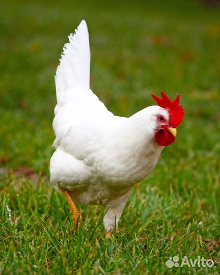 Куры несушки легорн