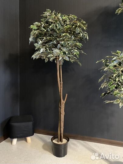 Искусственное дерево. Лимон. Фикус. Манго