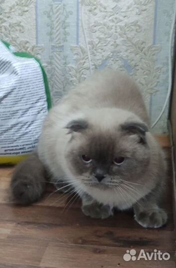 Шатланская кошка