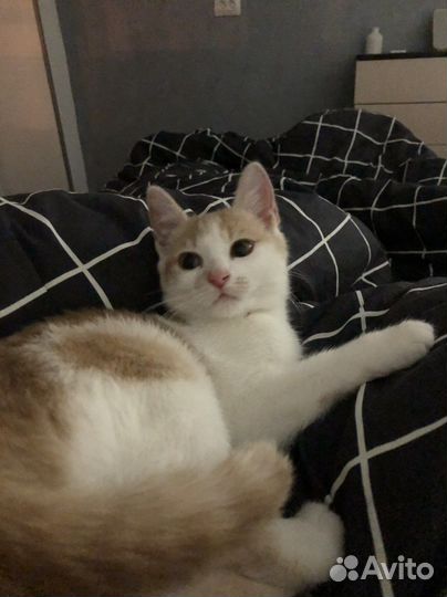 Котенок в добрые руки