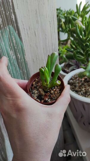 Крассула коралл