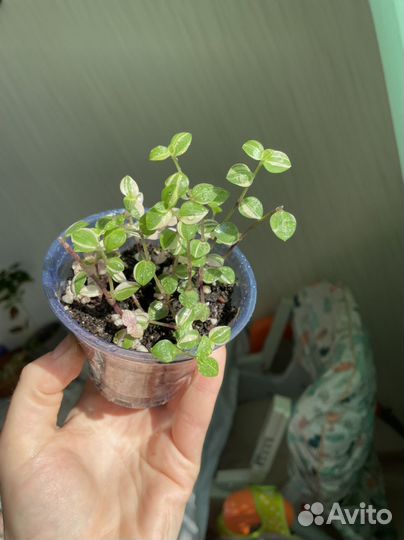 Каллизия Бьянка, Gold, Green, микс