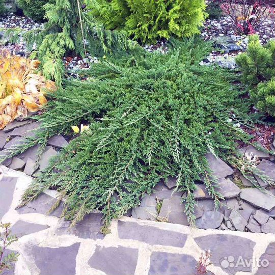 Можжевельник декоративный информация в описании