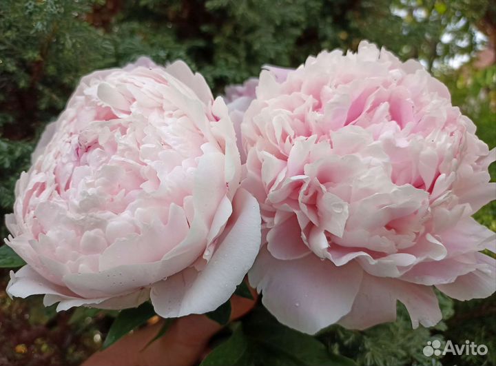 Пион Сара Бернар из моего сада