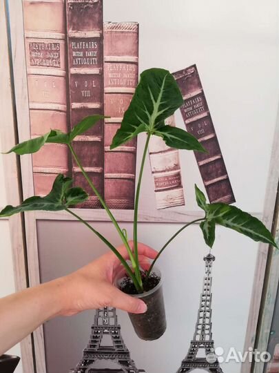 Цветы домашние разные