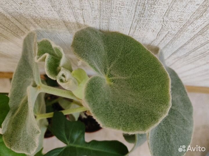 Филодендрон и бегония