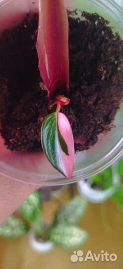 Филодендрон