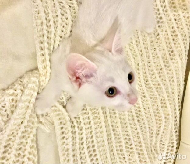 Котенок. Девочка по имени Невеста