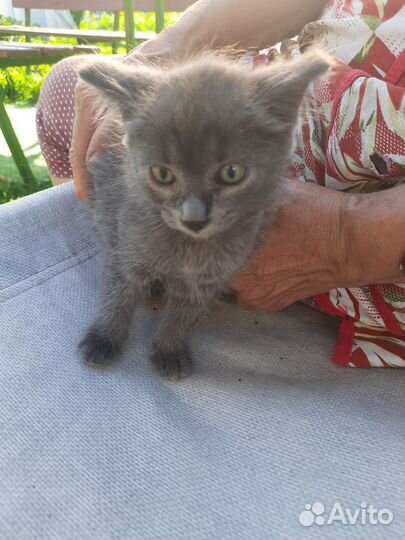 Кошечка в добрые руки