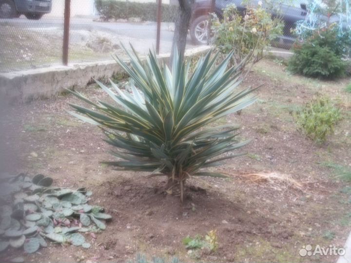 Кусты вечно зелёного юкки и зизифуса