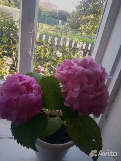 Саженцы и взрослые растения гортензии комнатной