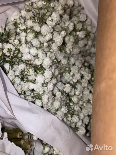 Гипсофила опт