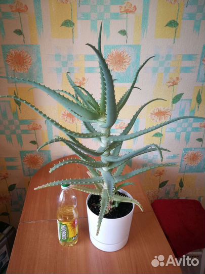 Алоэ лечебный