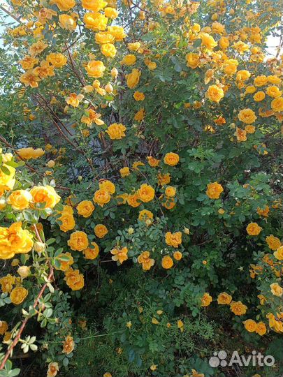 Роза чайная желтая