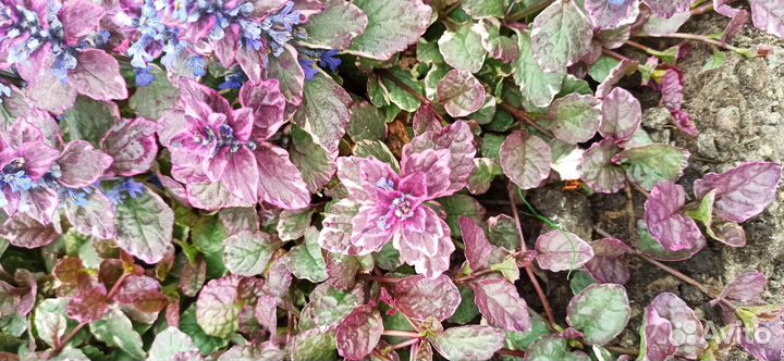 Живучка Бургунди Глоу