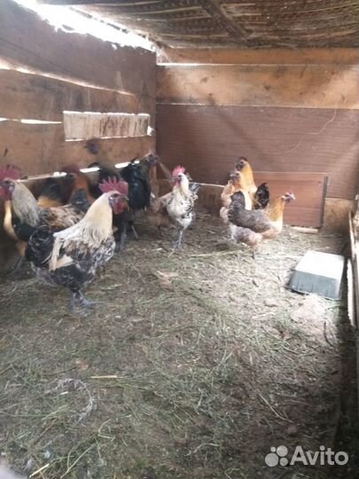 Петухи (Люйкеданьцзы)