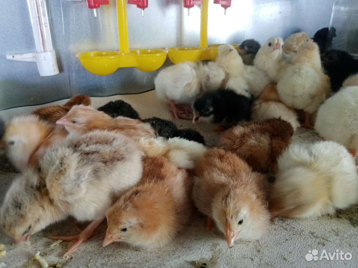 Цыплята от домашних несушек