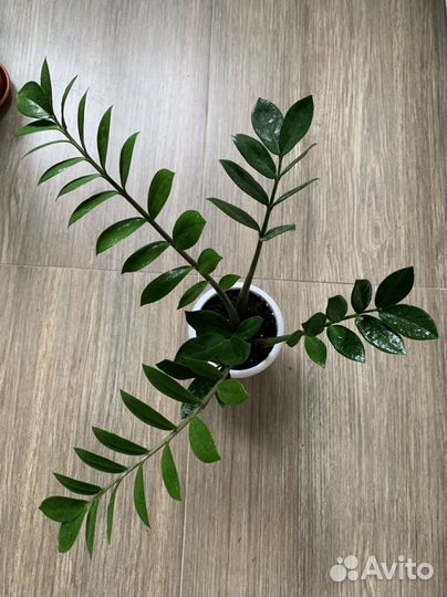 Замиокулькас Подарок к празднику