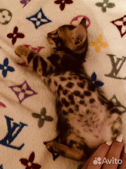 Бенгальские котята розетка на золоте