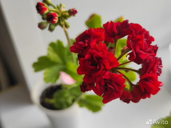 Герань пеларгония