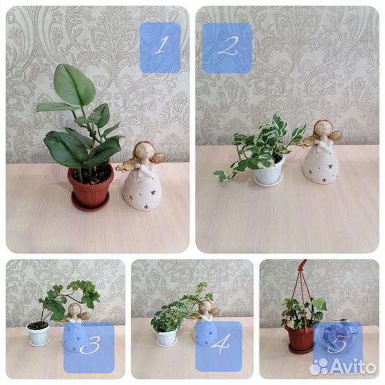 Эпипремнум, хедера, плющ, вьюны