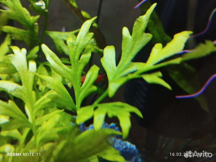 Аквариумные растения