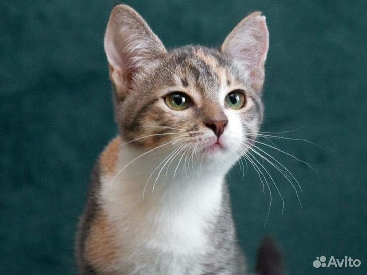 Озорная Веснушка в поисках семьи, котёнок