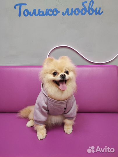 Груминг студия