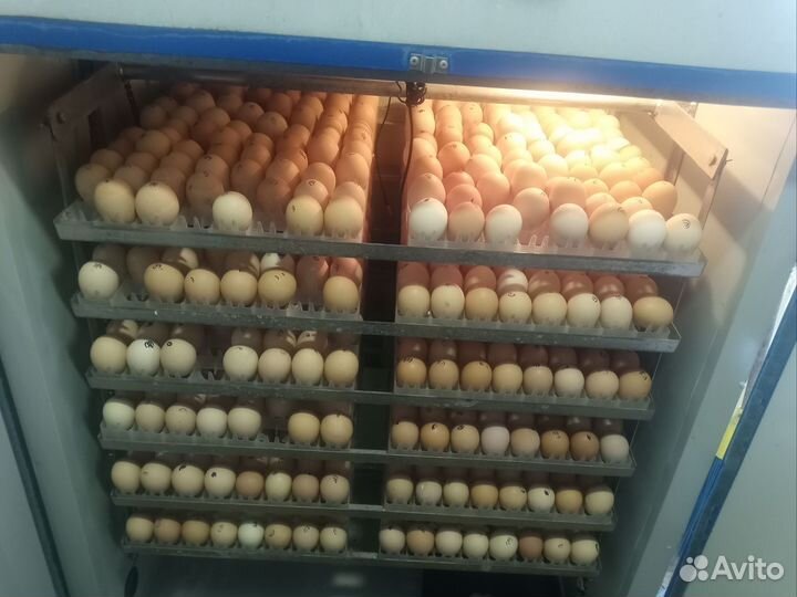 Цыплята бройлеры