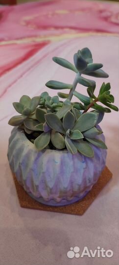 Суккуленты