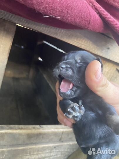 Щенки стороживой дворняги