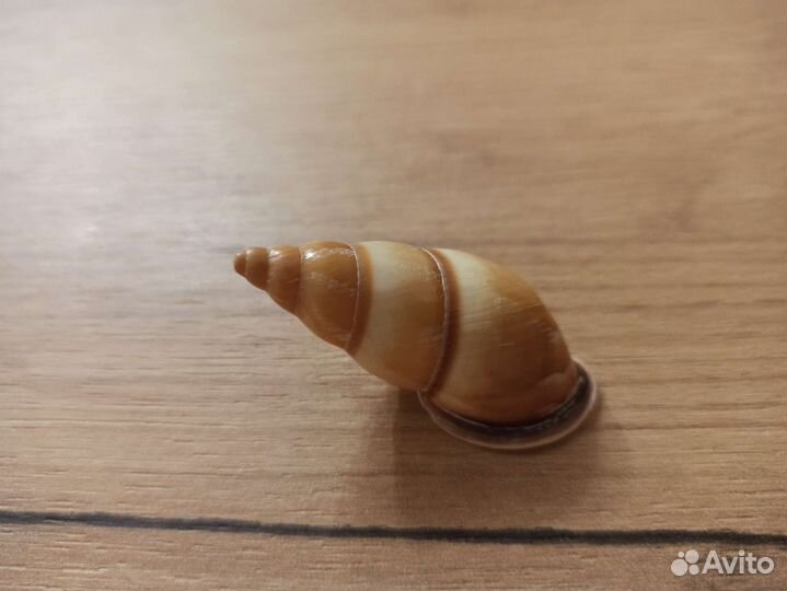 Морская раковина