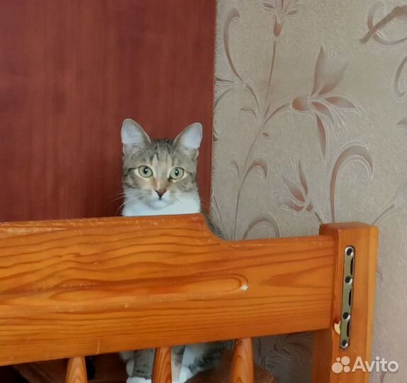 Котенок в дар