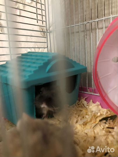 Хомячки с клеткой