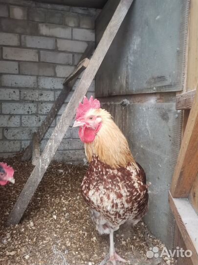 Молодые петухи