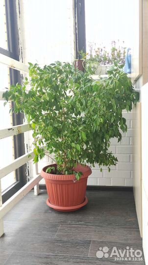 Фикус Бенджамина