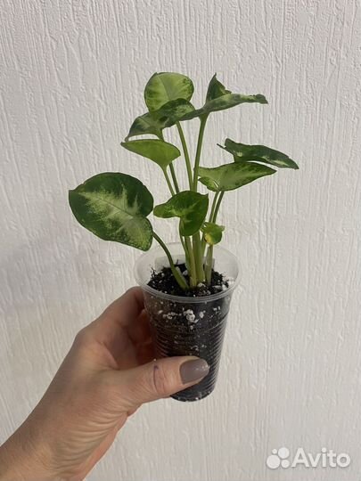 Сингониум пикси