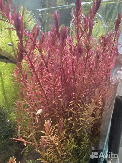 Аквариумные растения