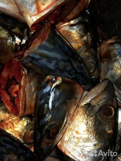 Рыбные отходы