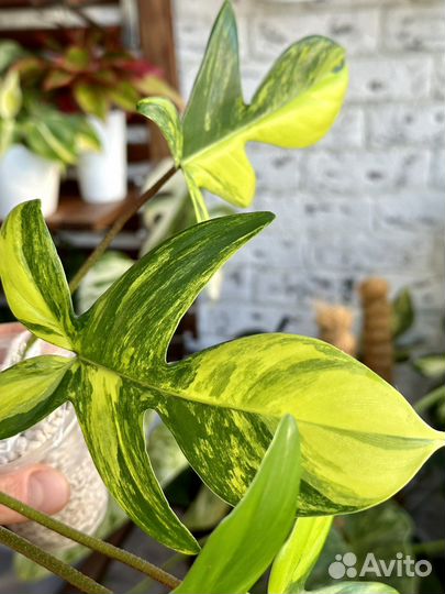 Филодендрон маска вариегатная