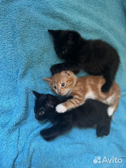 Отдам котенка в добрые руки
