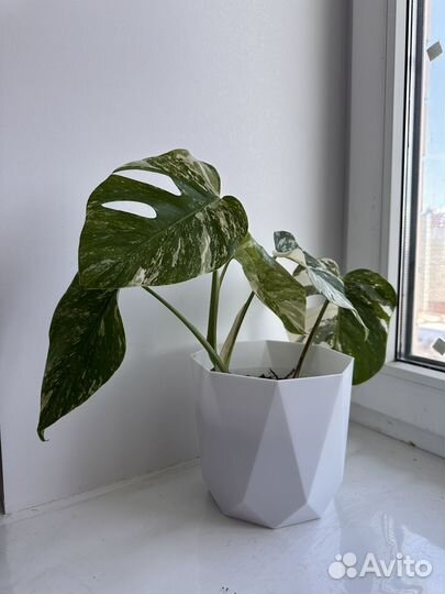 Монстера Альба