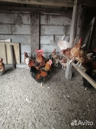 Продам молодых петушков