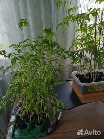 Рассада помидор