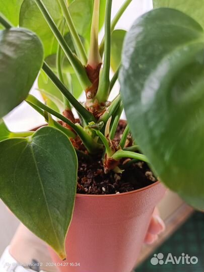 Антуриум Стило